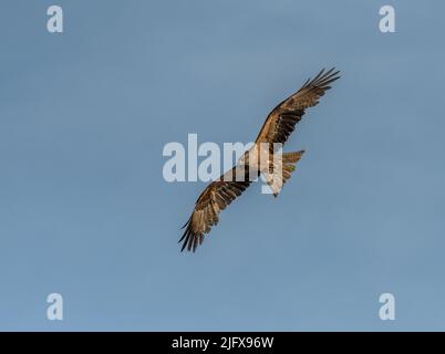 Cerf-volant noir en vol au-dessus de l'Èbre en Espagne Banque D'Images