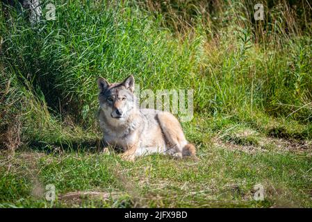 Wolf dans Polar Park, Bardu, Norvège Banque D'Images