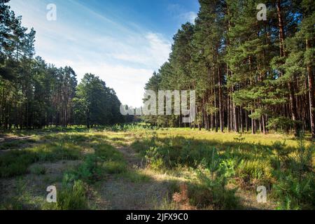 Forêt de pins à Lusatia, Allemagne Banque D'Images