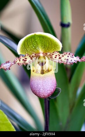 Fleurs d'orchidées colorées et exsotiques en pleine fleur. Banque D'Images