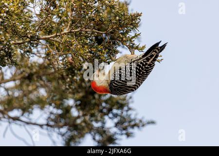 01196-04106 pic à ventre rouge (Melanerpes carolinus) femelle mangeant des baies de cèdre rouge (Juniperus virginiana) arbre Marion Co. Il Banque D'Images