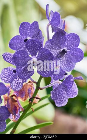 Fleurs d'orchidées colorées et exsotiques en pleine fleur. Banque D'Images