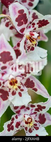 Fleurs d'orchidées colorées et exsotiques en pleine fleur. Banque D'Images