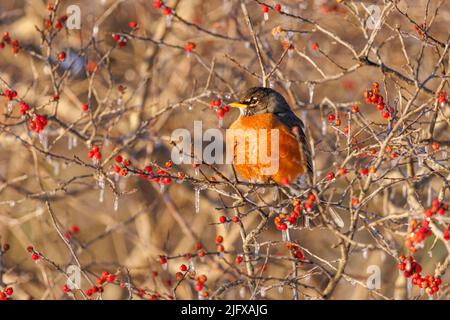 01382-05708 Robin des bois d'Amérique (Turdus migratorius) manger des baies dans la brousse de Winterberry (Ilex verticillata) Marion Co. Il Banque D'Images