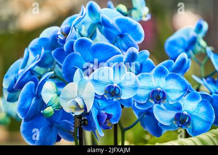 Fleurs d'orchidées colorées et exsotiques en pleine fleur. Banque D'Images