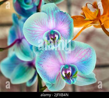 Fleurs d'orchidées colorées et exsotiques en pleine fleur. Banque D'Images