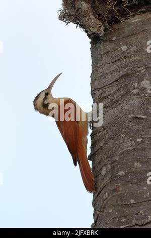 La vitesse rampante à bec étroit (Lepidocolaptes angustirostris) escalade un arbre Banque D'Images