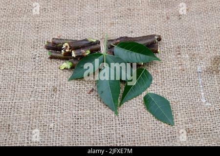 Les feuilles de Neem médicinales, et les branches sur le tissu de jute fond conceptuel. Neem arbre utile pour l'arôme, la beauté, et l'herbe ayurvédique médicinale. Banque D'Images