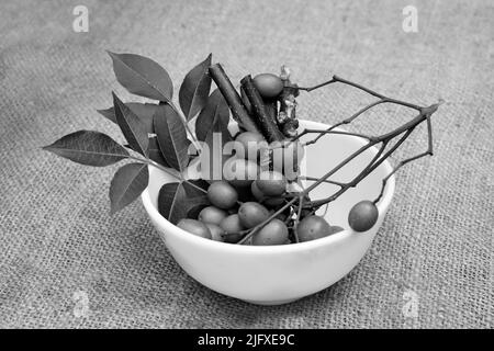 Les feuilles de Neem, les fruits et les tiges dans un bol. Graines médicinales de neem, feuille, branches pour l'homéopathie, ayurveda matière traditionnelle première Banque D'Images