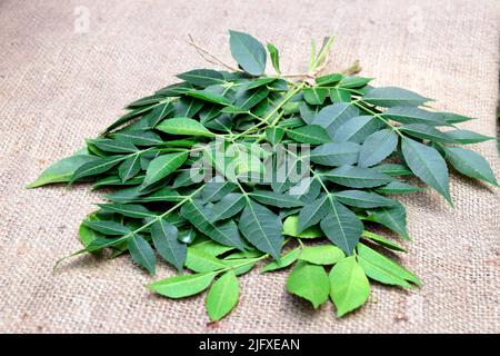 Neem laisse sur fond de jute. Le nom scientifique de Neem est Azadirachta indica. Arbre de Neem connu sous le nom de NIM ou Margosa. Neem est une herbe médicinale. Banque D'Images