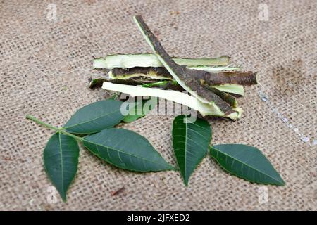 Les feuilles de Neem médicinales, et les branches sur le tissu de jute fond conceptuel. Neem arbre utile pour l'arôme, la beauté, et l'herbe ayurvédique médicinale. Banque D'Images