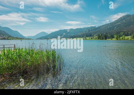 Belles rives du lac de weissensee en Autriche, magnifique toile de fond avec lac alpin dans la chaleur de l'été. Détail de l'eau cristalline. Banque D'Images