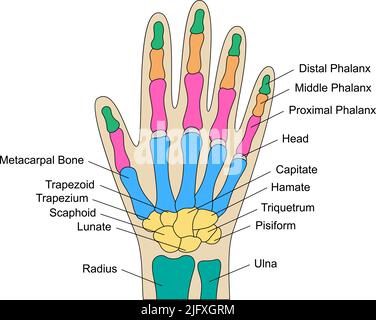 Anatomie des os de la main humaine avec descriptions. Structure des pièces à main de couleur. Lunate, triquetrum, pisiforme, capitule, hamate, parties du poignet scaphoïde. Illustration de Vecteur