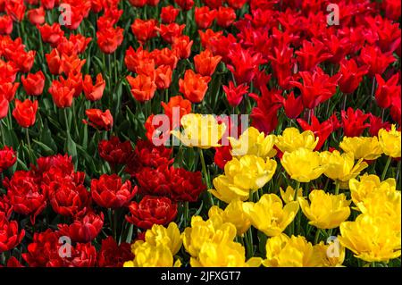 Lit de tulipes à fleurs rouge et jaune orange - printemps Banque D'Images