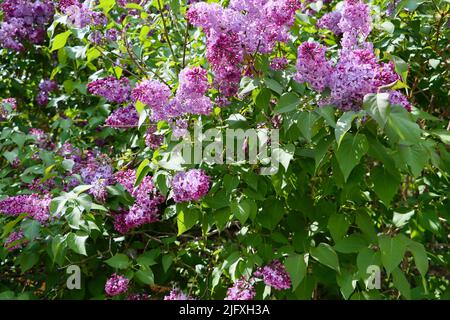 Lilas, Syringa vulgaris en fleur à Uukuniemi, dans l'est de la Finlande Banque D'Images