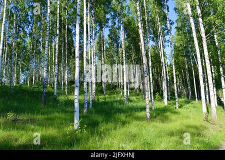 Forêt de bouleau à Uukuniemi, dans l'est de la Finlande, en juin 2022 Banque D'Images