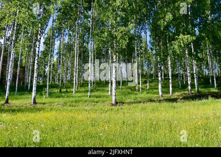 Forêt de bouleau à Uukuniemi, dans l'est de la Finlande, en juin 2022 Banque D'Images