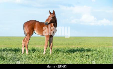 Portrait d'un Colt pur-sang dans un pré. Pâturage un jour ensoleillé d'été. Arrière-plan d'été. Le beau cheval nouveau-né. Extérieur. Sports Banque D'Images