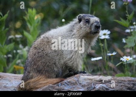 Qu'avez-vous mangé -marmotte de Hoary (Rodena Sciuridae Marmota caligata)? Lavez-vous le visage avant de vous installer sur un mur de rochers posé par des pâquerettes ! Banque D'Images