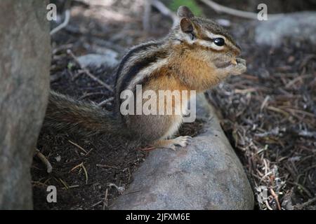 Chipmunk rayé noir et blanc (Rodena Sciuridae Tamias minimus), yeux noirs vitreux, snacking par Baring Falls, parc national des Glaciers, MT, États-Unis Banque D'Images