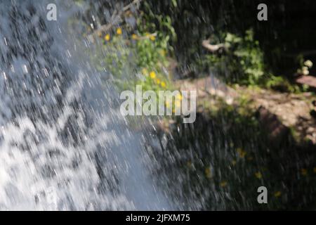 Vue rapprochée immersive des fleurs jaunes en cascade, des feuilles d'eau immaculée s'écoulant sur la falaise, les chutes de Baring, le parc national des Glaciers, le Montana, les États-Unis Banque D'Images