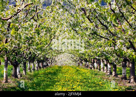 Rangées de cerisiers en fleurs dans un verger de cerises biologiques dans la vallée de l'Okanagan près de Penticton, Colombie-Britannique, Canada. Banque D'Images