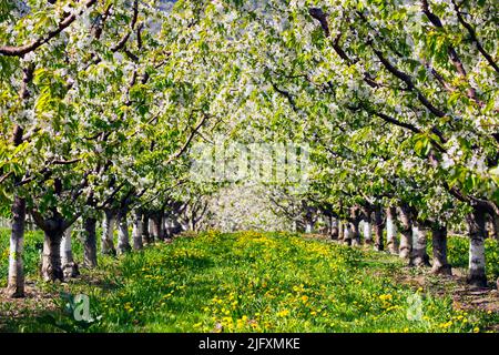 Rangées de cerisiers en fleurs dans un verger de cerises biologiques dans la vallée de l'Okanagan près de Penticton, Colombie-Britannique, Canada. Banque D'Images