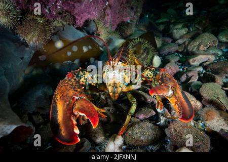 Homard américain sous-marin pour la nourriture sur un fond rocheux du golfe du Saint-Laurent. Banque D'Images