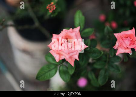 Roses pastel. Photo de faible profondeur de champ à mise au point douce . Concept Saint Valentin Banque D'Images