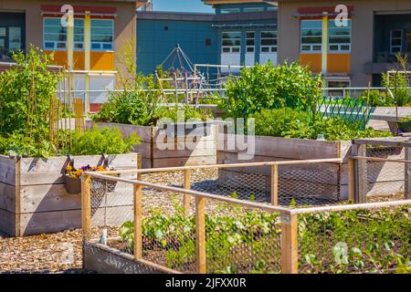 Jardin à lit surélevé, jardin avec un lit surélevé en bois planté de légumes et de laitue. Jardinage. Culture de légumes dans une boîte de jardin en bois. Growi Banque D'Images