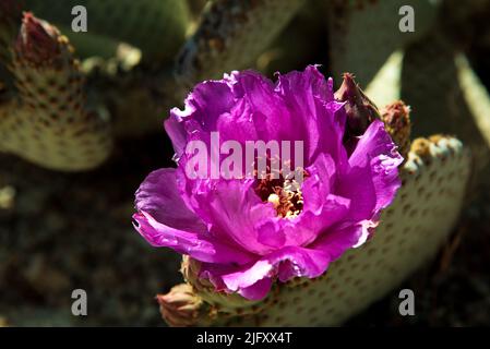 Fleurs de cactus sauvages en gros plan. Banque D'Images