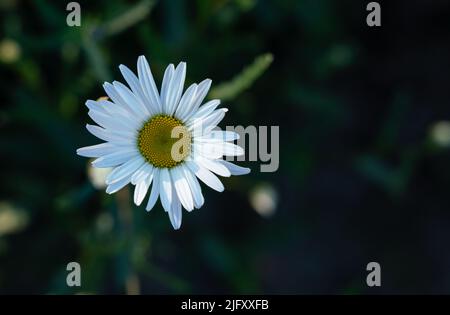 Fleur de camomille isolée sur fond sombre. Photo de haute qualité Banque D'Images