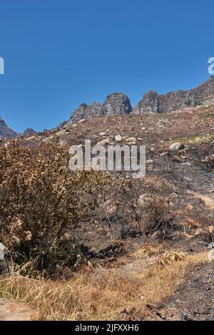 Les séquelles d'un paysage de montagne naturel détruit par la destruction des feux de forêt sur la montagne de table au Cap, en Afrique du Sud. Buissons et arbustes brûlés Banque D'Images