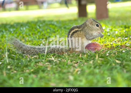 Un chipmunk rayé gris avec une queue moelleuse se trouve sur l'herbe et des griffes sur un écrou. Banque D'Images