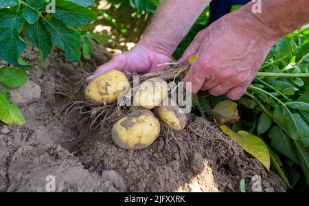 Ebstorf, Allemagne. 27th juin 2022. Les plants de pommes de terre sont vérifiés dans un champ expérimental. L'augmentation de la chaleur, les pucerons et les nouveaux insectes présentent aux éleveurs de pommes de terre divers problèmes. Il faut au moins dix ans pour élever une nouvelle variété. (À dpa "les défis climatiques pour les éleveurs de pommes de terre - et pas de chips brunes") Credit: Philipp Schulze/dpa/Alamy Live News Banque D'Images