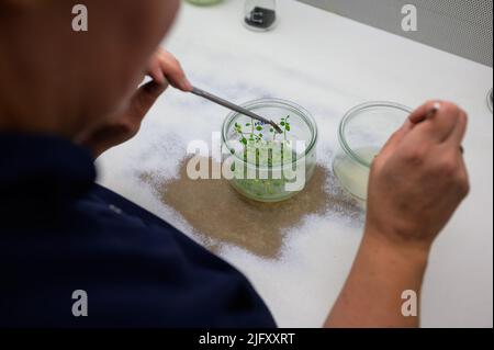 Ebstorf, Allemagne. 27th juin 2022. Un employé de Böhm-Nordkartoffel Agrarproduktion transplante des plants de pommes de terre. L'augmentation de la chaleur, les pucerons et les nouveaux insectes présentent aux éleveurs de pommes de terre divers problèmes. Il faut au moins dix ans pour élever une nouvelle variété. (À dpa "les défis climatiques pour les éleveurs de pommes de terre - et pas de chips brunes") Credit: Philipp Schulze/dpa/Alamy Live News Banque D'Images