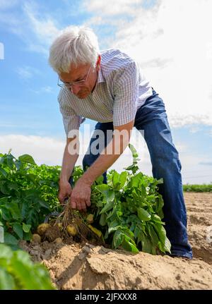 Ebstorf, Allemagne. 27th juin 2022. Hans-Reinhard Hofferbert, responsable de l'élevage à Böhm-Nordkartoffel Agrarproduktion, vérifie les plants de pommes de terre dans un champ d'essai. L'augmentation de la chaleur, les pucerons et les nouveaux insectes présentent aux éleveurs de pommes de terre divers problèmes. Il faut au moins dix ans pour élever une nouvelle variété. Credit: Philipp Schulze/dpa/Alamy Live News Banque D'Images