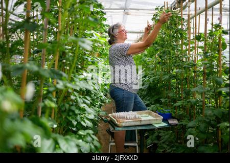 Ebstorf, Allemagne. 27th juin 2022. Un employé de Böhm-Nordkartoffel Agrarproduktion traverse des plants de pommes de terre dans la serre. L'augmentation de la chaleur, les pucerons et les nouveaux insectes présentent aux éleveurs de pommes de terre divers problèmes. Il faut au moins dix ans pour élever une nouvelle variété. (À dpa "les défis climatiques pour les éleveurs de pommes de terre - et pas de chips brunes") Credit: Philipp Schulze/dpa/Alamy Live News Banque D'Images