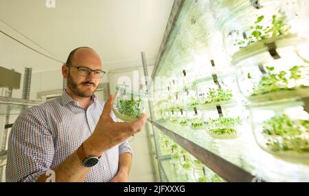 Ebstorf, Allemagne. 27th juin 2022. Jutus Böhm, associé directeur de Böhm-Nordkartoffel Agrarproduktion inspecte les plants de pommes de terre dans une chambre de refroidissement. L'augmentation de la chaleur, les pucerons et les nouveaux insectes présentent aux éleveurs de pommes de terre divers problèmes. Il faut au moins dix ans pour élever une nouvelle variété. Credit: Philipp Schulze/dpa/Alamy Live News Banque D'Images