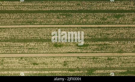 Ebstorf, Allemagne. 27th juin 2022. Champs expérimentaux de la production agricole de pommes de terre du Nord de Boehm (photo prise avec un drone). L'augmentation de la chaleur, les pucerons et les nouveaux insectes présentent aux éleveurs de pommes de terre divers problèmes. Il faut au moins dix ans pour élever une nouvelle variété. Credit: Philipp Schulze/dpa/Alamy Live News Banque D'Images