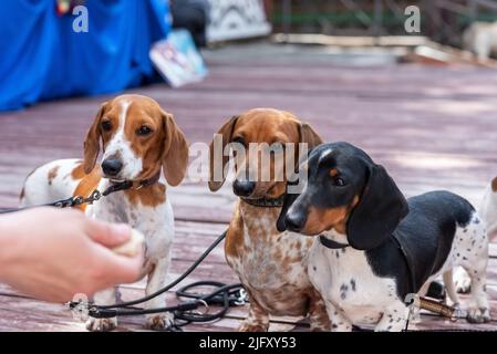 Trois ravissantes cachshunds pygmées à pois sur un podium en bois. Photo de haute qualité Banque D'Images