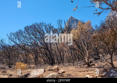 Forêt d'arbres brûlés après un feu de brousse sur Table Mountain, le Cap, Afrique du Sud. Beaucoup de grands arbres ont été détruits dans un feu de forêt. Au-dessous de noir Banque D'Images