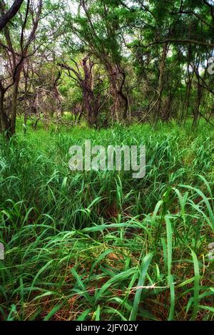 Larges arbres poussant dans une jungle verte luxuriante à Hawaï, États-Unis. Paysage forestier avec des détails écologiques sur un champ ou dans une forêt tropicale. Herbe vibrante Banque D'Images