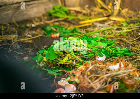 Feuillage vert après un radis sur un tas de compost. Déchets organiques dans l'agriculture Banque D'Images