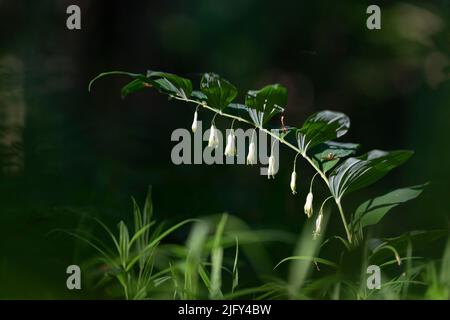 Polygonatum multiflorum (phoque de Salomon, harpe de David, museille-au-ciel, phoque eurasien de Salomon) est une espèce de plante à fleurs de la famille Aspara Banque D'Images