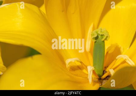 Tulipe jaune Emperor Flower à RHS Garden Harlow Carr, Harrogate, Yorkshire, Royaume-Uni. Gros plan sur la stigmatisation, le style et l'ovaire Banque D'Images