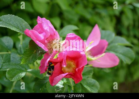 Gros plan de la fleur de la rose de Californie avec le nectar d'abeille suçant et le fond de bokeh de feuilles vertes. Mise au point sélective. Personne. Banque D'Images