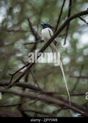 Portrait en gros plan d'un flycatcher indien paradisiaque Banque D'Images