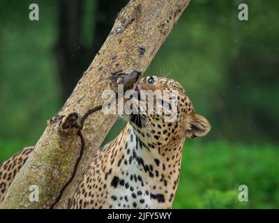 Un léopard mâle renifle le tronc d'un acacia dans la réserve de léopards de Jhalana, Jaipur Banque D'Images