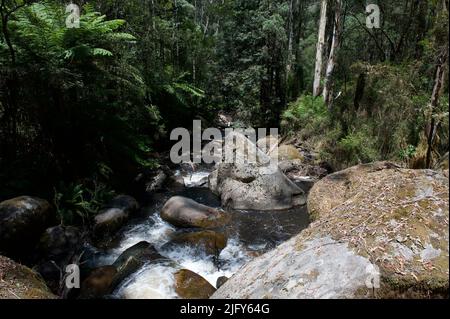 La rivière Toorongo est une rivière sauvage de montagne qui traverse les forêts et traverse des cascades, près de Noojee dans le Gippsland, Victoria, Australie. Banque D'Images